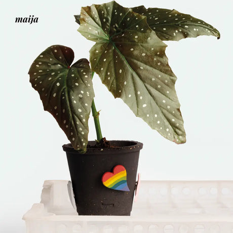 CIIREALS Love Tanabata Ceramic Planter from maija