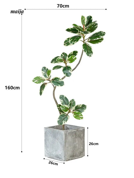 Artificial Golden Banyan Rubber Plant from maija