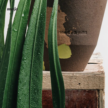 CIIREALS  Pigment Ceramic Planter from CIIREALS