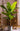 Artificial Large Leaf Banana Tree from maija