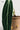 CIIREALS Root Tuber Ceramic Planter from CIIREALS