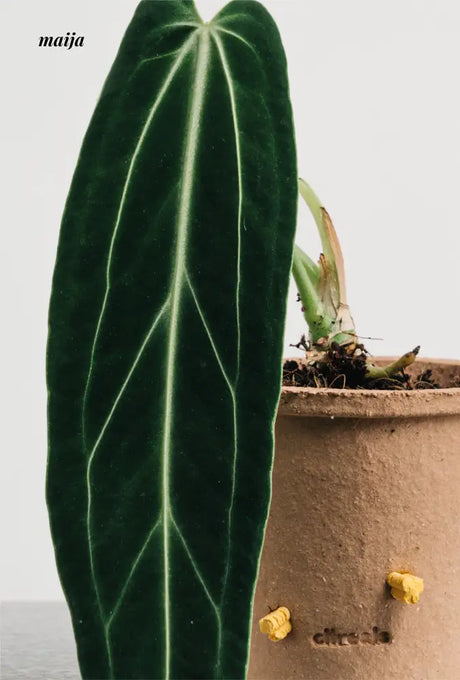 CIIREALS Root Tuber Ceramic Planter from CIIREALS