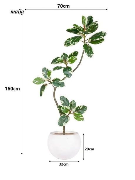 Artificial Golden Banyan Rubber Plant from maija