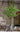 Artificial Super Tall Apricot Plant from maija