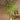 Artificial Super Tall Areca Palm Plant from maija