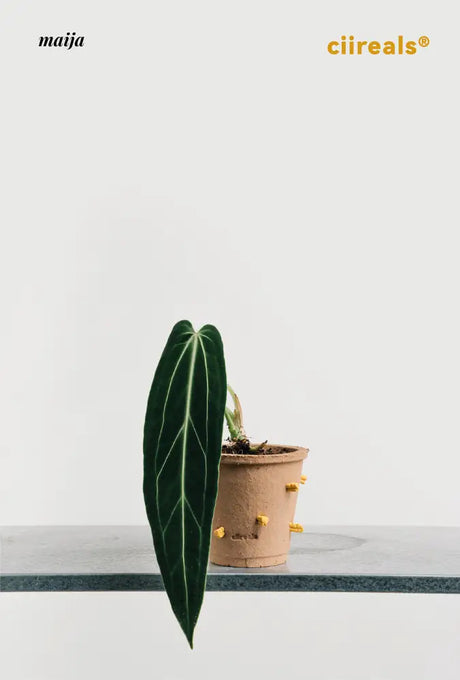CIIREALS Root Tuber Ceramic Planter from CIIREALS