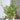 Artificial Super Tall Areca Palm Plant from maija