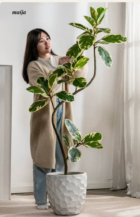 Artificial Golden Banyan Rubber Plant from maija