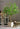 Artificial Super Tall Apricot Plant from maija