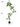 Artificial Golden Banyan Rubber Plant from maija