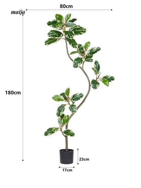 Artificial Golden Banyan Rubber Plant from maija