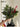 CLICK Green Pine Branch Christmas Decor Set from CLICK