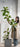 Artificial Golden Banyan Rubber Plant from maija