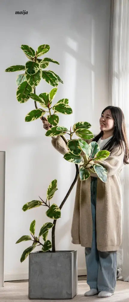 Artificial Golden Banyan Rubber Plant from maija
