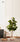 Artificial Rubber Plant from maija