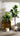 Artificial Fig Plant from Royal Forest