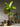 Artificial Large Leaf Banana Tree from maija