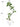 Artificial Golden Banyan Rubber Plant from maija