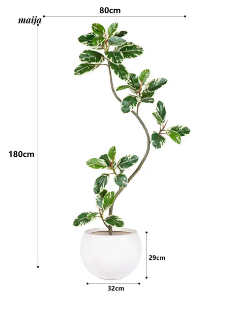 Artificial Golden Banyan Rubber Plant from maija