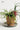 CIIREALS Root Tuber Ceramic Planter from CIIREALS