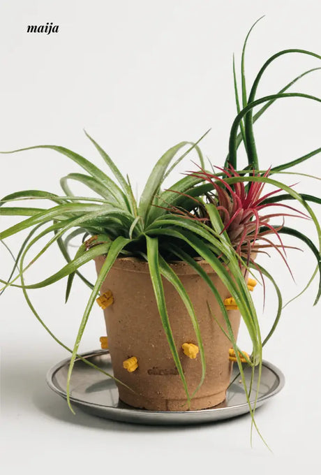 CIIREALS Root Tuber Ceramic Planter from CIIREALS