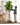 Artificial Fig Plant from Royal Forest