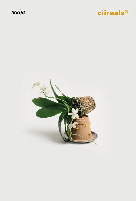 CIIREALS Root Tuber Ceramic Planter from CIIREALS