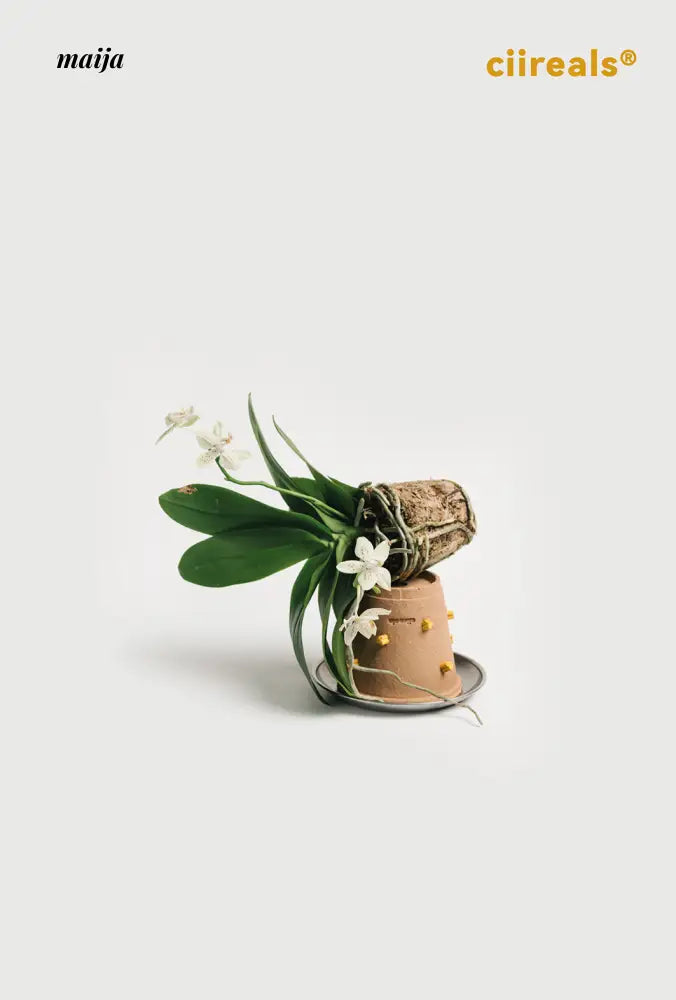 CIIREALS Root Tuber Ceramic Planter from CIIREALS