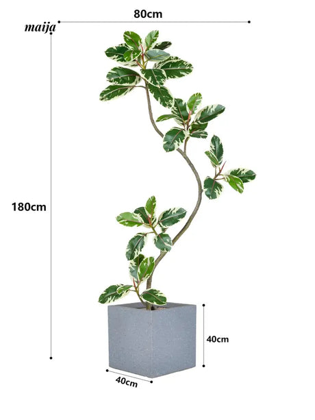 Artificial Golden Banyan Rubber Plant from maija