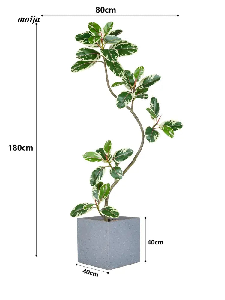 Artificial Golden Banyan Rubber Plant from maija