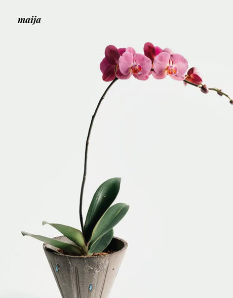 CIIREALS Heavy Rain Ceramic Planter from CIIREALS