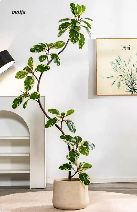 Artificial Golden Banyan Rubber Plant from maija