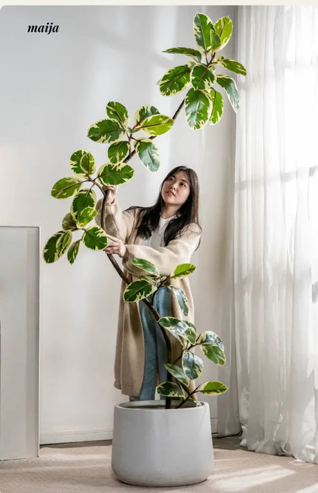 Artificial Golden Banyan Rubber Plant from maija