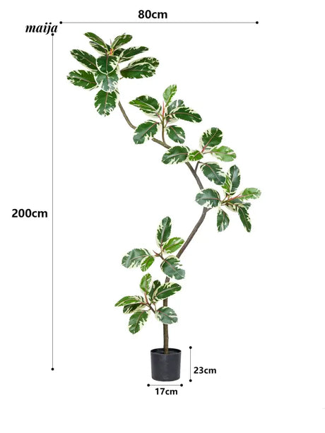 Artificial Golden Banyan Rubber Plant from maija