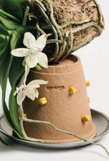 CIIREALS Root Tuber Ceramic Planter from CIIREALS