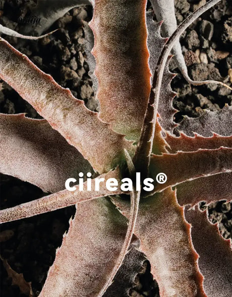 CIIREALS Heavy Rain Ceramic Planter from CIIREALS
