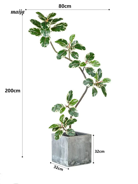 Artificial Golden Banyan Rubber Plant from maija