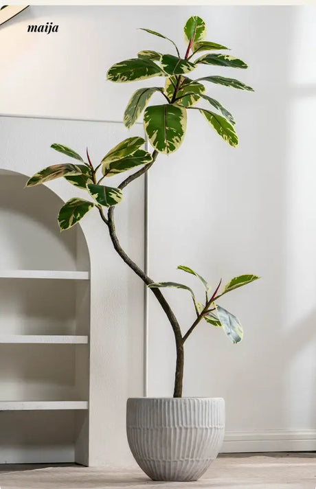 Artificial Golden Banyan Rubber Plant from maija