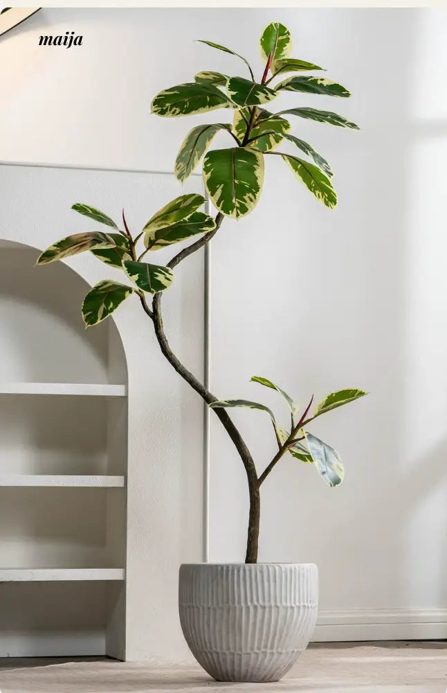 Artificial Golden Banyan Rubber Plant from maija