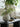LILY WHITE Silent Wind Solid Wood Entry Ornament from LILY WHITE