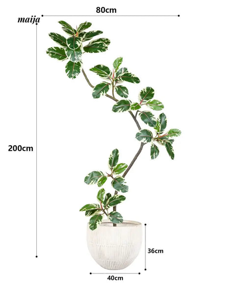 Artificial Golden Banyan Rubber Plant from maija