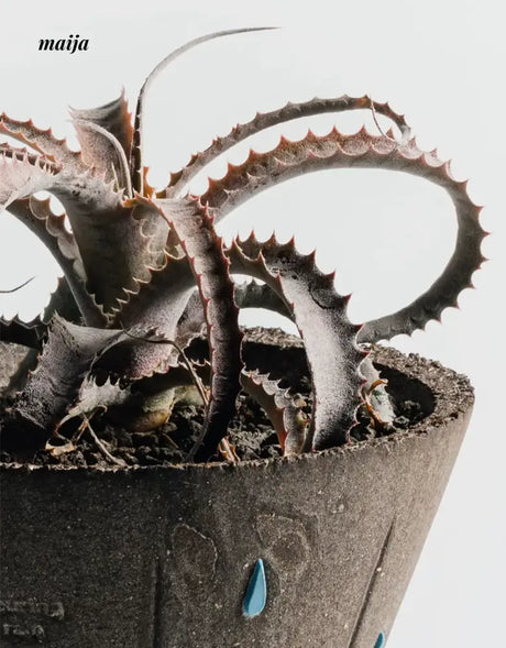 CIIREALS Heavy Rain Ceramic Planter from CIIREALS
