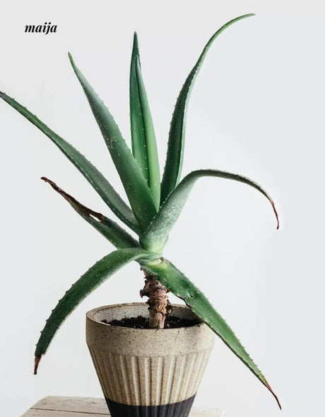 CIIREALS Overnight Muffin Ceramic Planter from maija