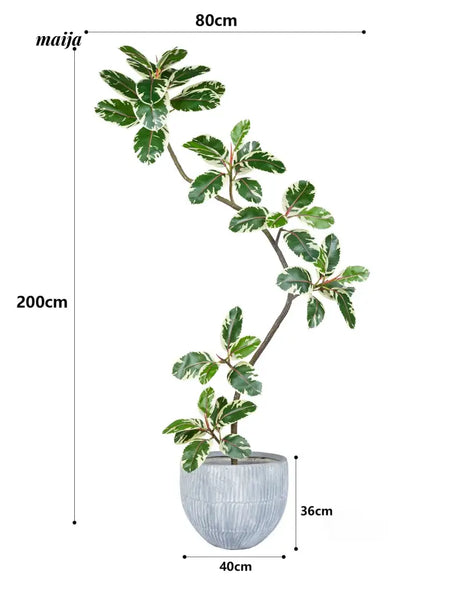Artificial Golden Banyan Rubber Plant from maija