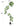 Artificial Golden Banyan Rubber Plant from maija