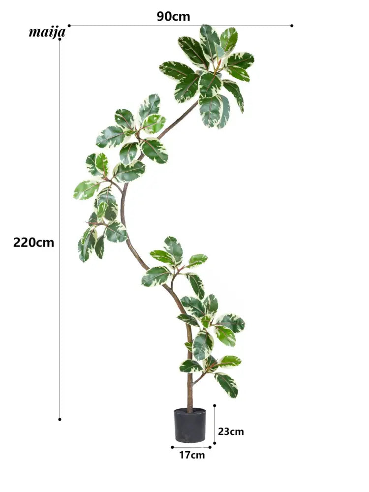 Artificial Golden Banyan Rubber Plant from maija