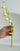 LIVETAI Creative Assembly Toy Flower from maija