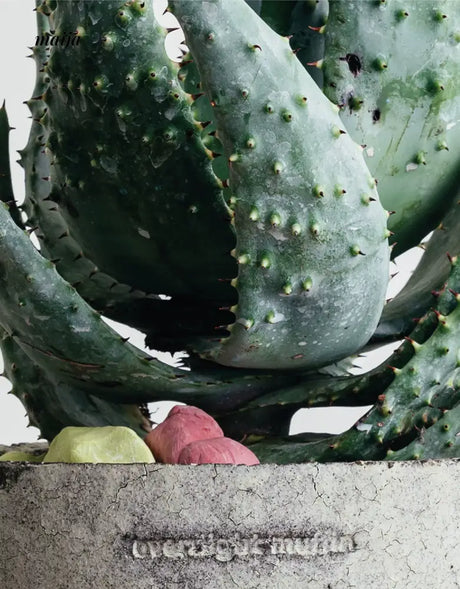 CIIREALS Overnight Muffin Ceramic Planter from maija