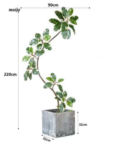Artificial Golden Banyan Rubber Plant from maija