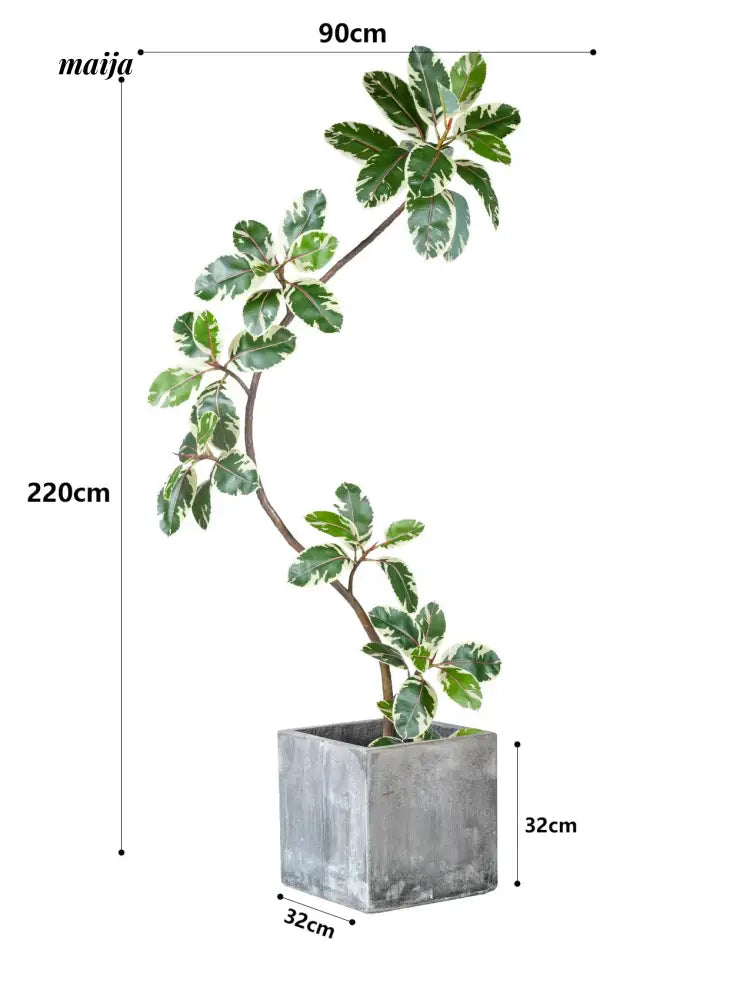 Artificial Golden Banyan Rubber Plant from maija